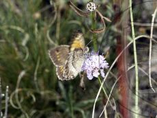 Бархатница-аретуза_3